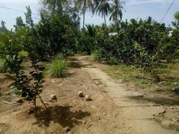 Cần bán 5 công 7 vườn khách đang thuê HD còn 2 tháng cặp QL53 thuộc Bến Có Nguyệt Hóa Châu Thành