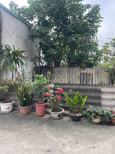 bán đất rẻ có vài trăm mà nhà xây san sát ô tô tránh nhau được địa chỉ thửa đất: khẩu Minh Tân