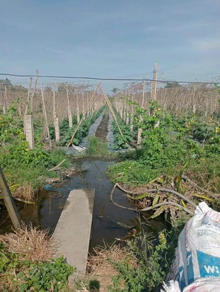 Còn sót lại lô 500m² đất vườn giá rẻ nhất khu vực ở xã Bình Đức - Bến Lức - Long An