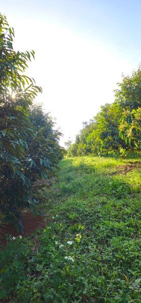 CHÍNH CHỦ GỬI BÁN MẢNH 4.7HA ĐẤT TRỒNG CÀ PHÊ VÀ SẦU RIÊNG CHO 𝐍𝐆𝐔𝐎̂̀𝐍 𝐓𝐇𝐔 HƠN 1𝐓Ỷ/N𝐀̆M
