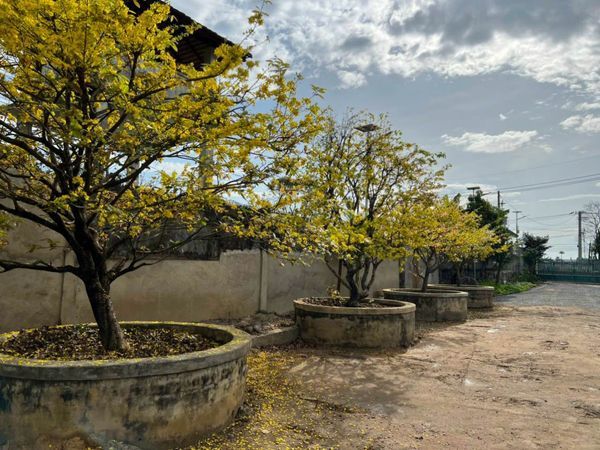 Chủ ngợp Bán lô đất mặt tiền Võ Nguyên Giáp . Phường Phước Tân . Tp Biên Hoà . Đồng Nai