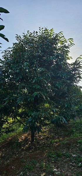 CHÍNH CHỦ GỬI BÁN MẢNH 4.7HA ĐẤT TRỒNG CÀ PHÊ VÀ SẦU RIÊNG CHO 𝐍𝐆𝐔𝐎̂̀𝐍 𝐓𝐇𝐔 HƠN 1𝐓Ỷ/N𝐀̆M