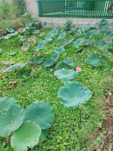 CẦN TÌM CHỦ MỚI CHO 300MV ĐẤT CLN- GẦN ĐƯỜNG PHAN ĐĂNG LƯU- P. ĐÔ VINH- TP PHAN RANG - THÁP CHÀM