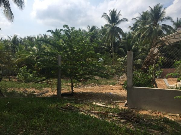 Bán nhà và đất DT 2020,5m2 ĐT 882, Xã Thành An, Huyện Mỏ Cày Bắc, Bến Tre.