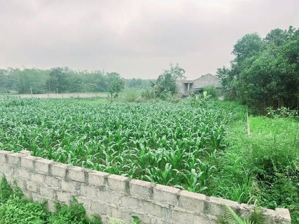 Chính chủ em cần bán mảnh đất siêu đẹp tại Lương Sơn Hoà Bình