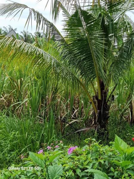 Cần bán 2 nền liền kề mặt tiền lộ đá xe ba gác, đất nạc bằng phẳng Xã Phú Lộc-Tam Bình-Vĩnh Long