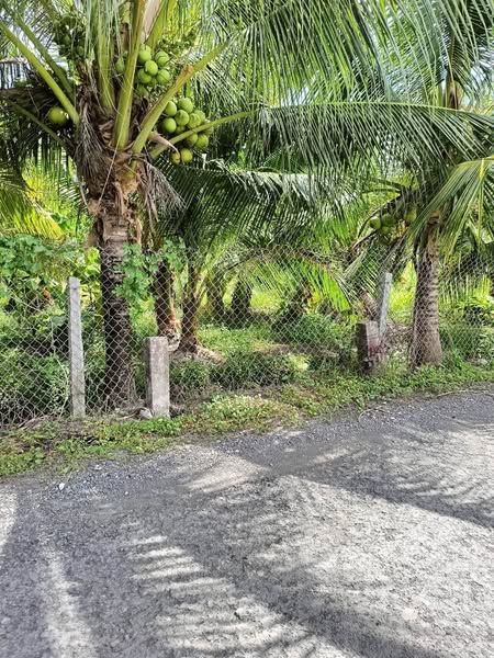 CẦN BÁN ĐẤT DIỆN TÍCH 2500M - 400 THỔ CƯ BÁN KÍNH 500M XÃ MỸ THẠNH TRUNG- TAM BÌNH VĨNH LONG