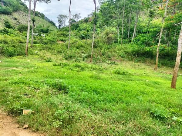 Cần bán mảnh đất rộng 5.000m2. có 850m thổ cư. Tại bản bó cón_phường chiềng an. Tpsl.lh 0987069889