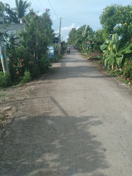 Cần bán đất ngang 5m dài 61m thổ Cư 80 m Tân thành, Hòa thành, Lai vung đồng tháp