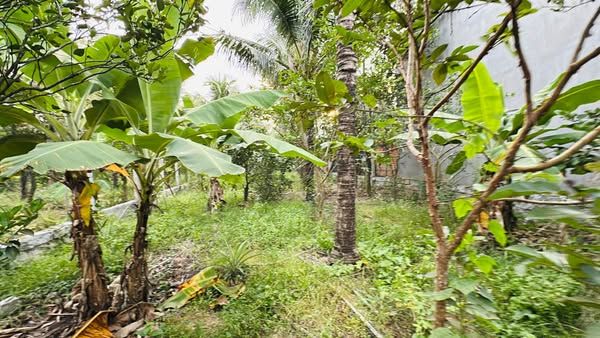Đất thổ cư có vườn cây ăn trái mặt tiền đường Thành Hồ Diên Phước, ( Diên Thọ mới )