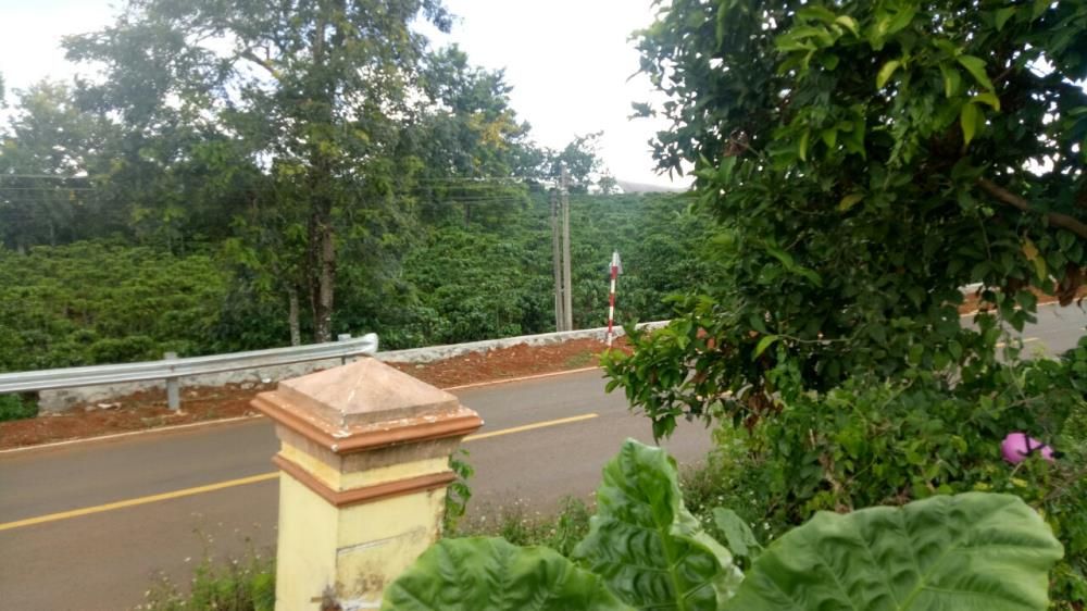 CẬU TUI CẦN TIỀN TRÃ NỢ NGÂN HÀNG BÁN LẠI LÔ ĐẤT MẶT TIỀN LÝ THƯỜNG KIỆT 296M2