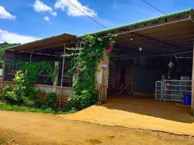 Cần bán gấp nhà đất 600m2 đất thổ cư , nhà 4 phòng ngủ, 2 phòng wc ,mái vòm xung quanh