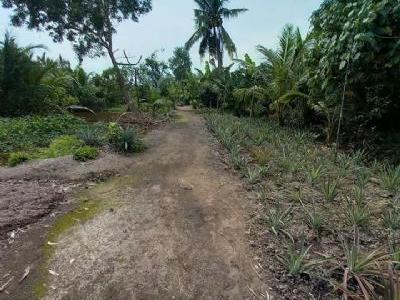 Bán 100 công đất ruộng 50 tr / 1000m