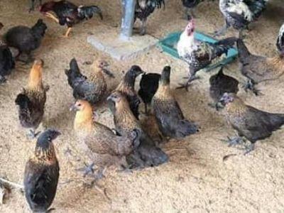Bán nhà vườn phù hợp gia đình nào 3 thế hệ, trường mầm non, tiểu học, thcs cách chưa đến 1km.