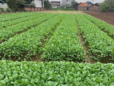 Bán đất thổ cư 1.400m2 giá giẻ Đông tảo gần chợ gần ủy ban,trường học. nhà văn hóa