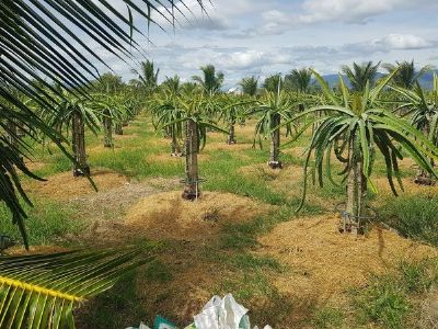 Chính chủ cần ra lô đất sau lưng khu công nghiệp hàm kiệm 1. DT 10.437m2 Trên đất có vườn dừa