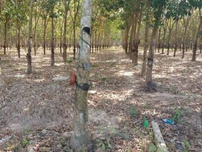 Bán Đất ngộp cần bán ngay. Rẻ ơi là rẻ. Trên đất có cao su đang thu hoạch cạo được 3 mùa Châu Thành