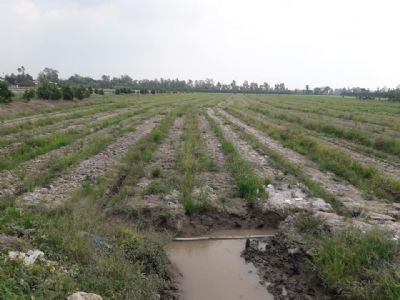 Bán 22 công đất ruộng, lộ đá mi cách lộ đal khoảng 50m 160tr/công tân hưng, bình tân, vĩnh long