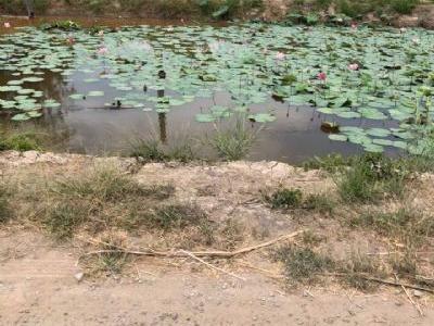 Cần ra đi 2 nền đất khu THANH LONG ở Phú Hoà TRÀ VINH Phía trước đất là đường
