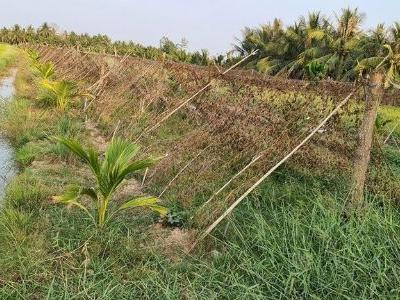 Bán Đất ruộng đã lên bờ ở Bình Thành Giồng Trôm Bến Tre Diện tích 2.8 công ngang 10m nở hậu