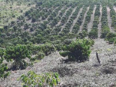 Cần bán 5.3 ha đất thôn nam bình, xã đắk hòa, huyện đắk song, tỉnh đắk nông