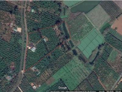 Cần bán Đất Thôn Thuận Trung Thuận Hạnh Dăk Song diện tích 1,4 ha có nhà ở sân rộng mặt đường 140m