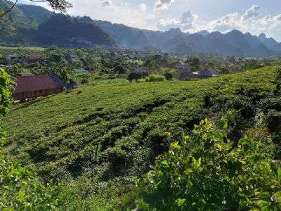 lô đất rộng 3 ha, xung quanh là ao hồ, trên là núi rừng già, có nước quanh năm,Tân Lập Mộc Châu