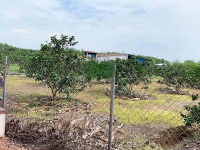 BÁN ĐẤT SÀO BƯỞI BÌNH LỢI, VĨNH CỬU, ĐỒNG NAI LÀM VIỆC TRƯC TIẾP CHỦ, BAO GIẤY TỜ LÊN THỔ CƯ