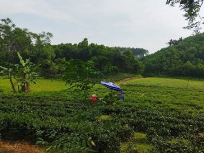 Đất trang trại Một Tuyệt phẩm chỉ có ở Vô Tranh Phú lương Cách thành phố 15km Đất khá bằng phẳng