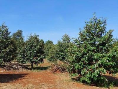 Bán đất Xuân Định, Xuân Lộc, Đồng Nai.  Diện tích 17,50 x 59 1030m2 Đang trồng chôm chôm, sầu riêng