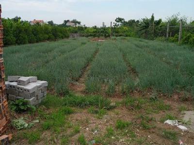 Bán 1 sào 9 đất ruộng rẻ đẹp xã Chương Dương Thường Tín đất đổ cao hơn mặt đường nhìn thích mắt