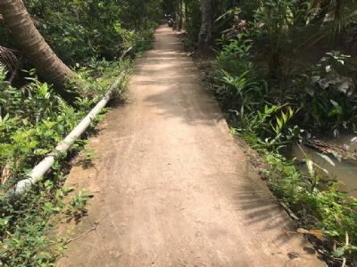 Đất Tân Hội Mỏ Cày Nam 2 công chốt 280 triệu / công thương lượng Đất đang trồng dừa