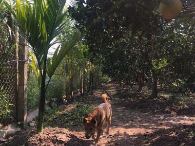 Cần bán đất vườn bưởi tặng nhà cấp 4, sổ hồng 50 năm (2063) Diện tích gần 1600m2 MT 24m