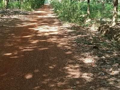 Bán 2 ha cao su lộc quang lộc ninh cạo được4 năm gần 300m mặt tiền đường đất