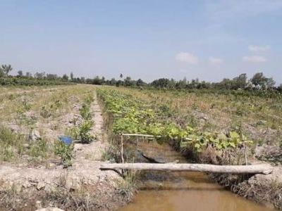 Chủ cần chuyển nhượng tầm 8 công đất ấp Hưng Lợi Thanh Mỹ Tháp Mười Giá 260/công