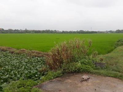 Bác mình cần bán 2 lô đất ruộng 1 ô 1,7 sào, 1 ô 1,8 sào giá 170tr/sào tại Thường Tín