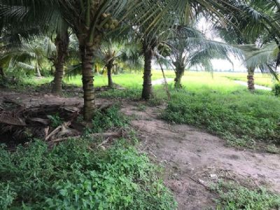 Bán 2,2 công vườn dừa và 3 công đất ruộng 3 vụ tại k9 xã phú đức huyện tam nông tỉnh đồng tháp