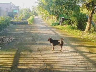 Chỉ có 2ty7 Siêu phẩm nghĩ dưỡng.1,156m2 có 300m2 thổ cư Xã Đông thạnh, châu thành, hậu Giang.