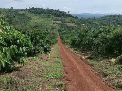 Bán 3,6 mẫu TRỒNG CÀ PHÊ  thôn quảng phước, xã đạo nghĩa , huyện Đakrlap, Đaknong ( THƯƠNG LƯỢNG)