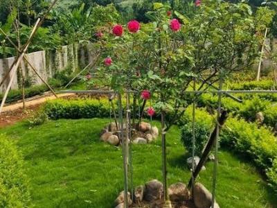Đông Phong -Cao Phong -Hòa Bình Khu nghỉ dưỡng cuối tuần rất gần Hà Nội