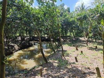Do định cư nơi khác cần bán 3700m2 đất.Thuộc Ấp Đông Phú A,Xã Đông Phước,Huyện Châu Thành,Hậu Giang