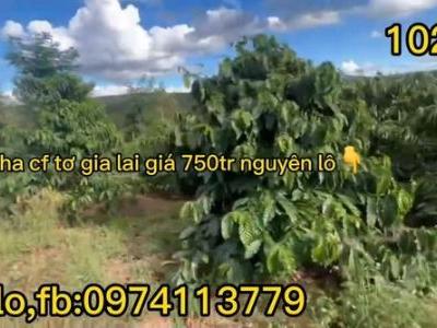 cần bán lô đất rộng 1,3ha cà phê tơ tại huyện đăk đoa gia lai
