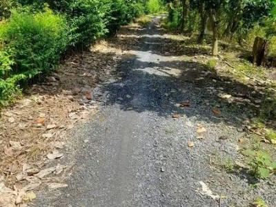 Cần bán 13 CÔNG SẦU RIÊNG Đất xã Mỹ thọ. Huyện Cao Lãnh. Đồng Tháp