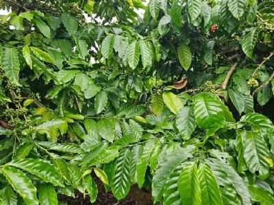 Cần bán gấp đất thuộc thị trấn Đinh Văn, huyện Lâm Hà, tỉnh Lâm Đồng.