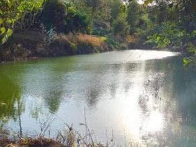 4,7ha đất cà và sầu riêng siêu đẹp, có nhà xây khang trang tại Trường Xuân, Đắk Song, Đắk Nông.