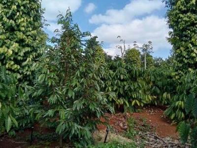 Chủ mới gửi nguồn luôn mới tinh Thuộc dak lai dak mil Đắk Nông