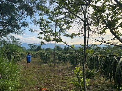 BÁN ĐẤT TẶNG 1Ha VƯỜN THANH LONG tại Tân Lạc- Hoà Bình