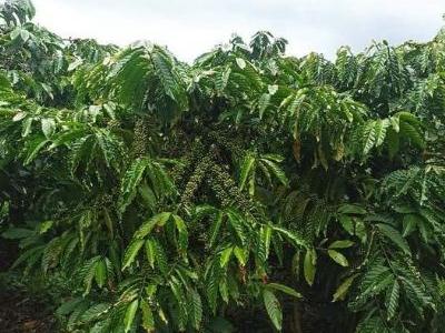 Chính chủ cần bán đất tại thôn 5 đạ đờn, Lâm Hà, Lâm Đồng