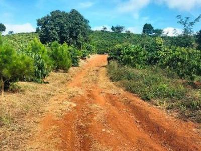Diện tích 7ha sổ hồng đầy đủ, đất đỏ bazan giá 3.4 tỷ Đất thuộc Long Sơn - Đăk Mil