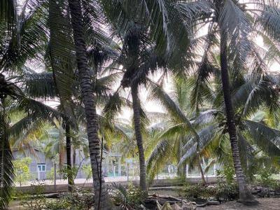 Chính chủ bán 5 công 7 dừa đang thu mạnh Tân Phong Thạnh Phú Bến Tre
